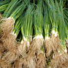Garden Seeds Tokyo Long White Bunching Onion, 2 G Packet    #IEB16