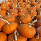 8 G Packet Pumpkin Seeds,vegetable Garden Seeds #IEB16