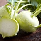 4 G Packet White Vienna Kohlrabi Garden Seeds   #IEB16