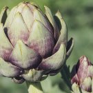 1 G Packet Artichoke Garden Seeds, Vegetable Gardening   #IEB16