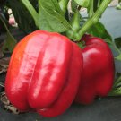 Garden Seeds Big Red Sweet Pepper, 300 Mg Packet   #IEB16