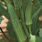 10 G Packet  Clemson Spineless Okara Garden Seeds    #IEB16