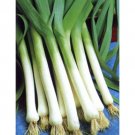 1.5 G Packet Large American Flag Leek Garden Seeds   #IEB16