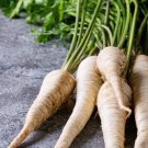 3 G Packet  Garden Seeds  Harris Model Parsnip, easy to grow     #IEB16