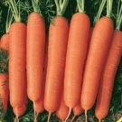 Scarlet Nantes Carrot garden Seeds, 5 G Packet      #IEB16