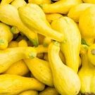 Garden Seeds  Crookneck Summer Squash, 7 G Packet    #IEB16