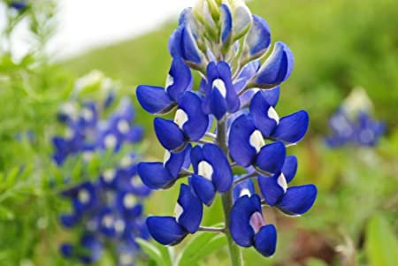 Flower seeds Lupine Texas Blue Bonnet , 1 G Packet  , easy to grow   #IEB16