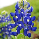 Flower seeds Lupine Texas Blue Bonnet , 1 G Packet  , easy to grow   #IEB16