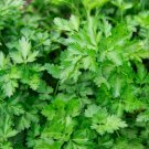 3 G Pack, Parsley Dark Green Italian Flat Leaf  Herb Garden Seeds      #IEB16