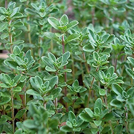 500 Mg Packet Thyme Common Herb Garden  seeds #IEB16