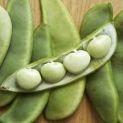 20 G Packet Henderson Lima Bean  garden seeds    #IEB16
