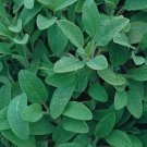 3 G Packet Sage Broad Leaved  Herb Seeds       #IEB16