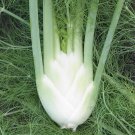 2 G Packet, Florence Fennel Herb Garden Seeds     #IEB16