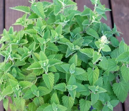 2 G Packet  Catnip Herb Garden Seeds     #IEB16