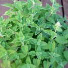2 G Packet  Catnip Herb Garden Seeds     #IEB16