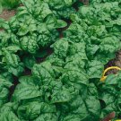 Garden seeds Bloomsdale Spinach long standing, 8 G Packet    #IEB16
