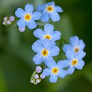 Flower Garden Seeds Myosotis Sylvatica Forget Me Not, 500 Mg  packet #IEB16