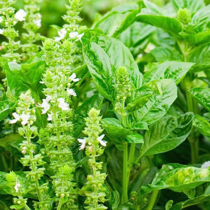 1.5 G Packet, Lemon Basil Herb Garden Seeds      #IEB16