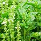 1.5 G Packet, Lemon Basil Herb Garden Seeds      #IEB16
