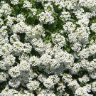 Flower Garden Seeds Alyssum Carpet Of Snow  white,1 G Packet      #IEB16