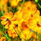 Flower Seeds Bright Lights Cosmos, 1 G Packet    #IEB16