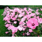 2 G Packet Rose Mallow Wildflower Seeds,easy to grow    #IEB16