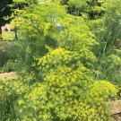 Garden seeds Mammoth Long Island Dill Herb  3 G Packet, easy to grow   #IEB16