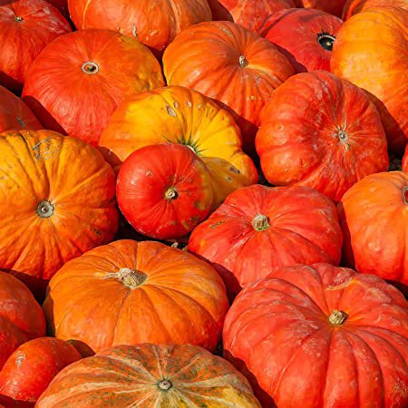 Garden Seeds Pumpkin  Jack O'lanter, 8 G Packet    #IEB16