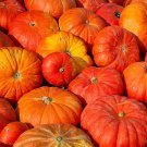 Garden Seeds Pumpkin  Jack O'lanter, 8 G Packet    #IEB16