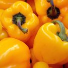 Sweet Bell Pepper Golden Cal Wonder Garden Seeds, 300 Mg Packet   #IEB16