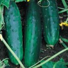 3 G Packet Straight Eight Cucumber seeds, easy to grow  #IEB16
