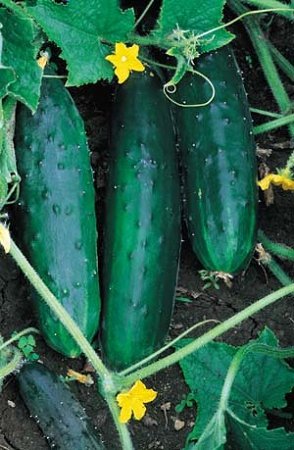 3 G Packet Straight Eight Cucumber seeds, easy to grow  #IEB16