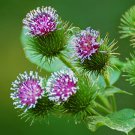 300 Mg Packet Burdock Herb Garden Seeds, easy to grow #IEB16