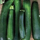 7 G Packet Black Beauty Zucchini Summer Squash Garden      #IEB16