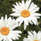 450 seeds Shasta Daisy white seeds Flower Gardening   #IEB16