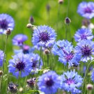 Flower seeds Bachelor Button, 250 Seeds     #IEB16