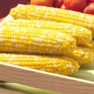 10 G Packet corn Peaches & Cream Hybrid   Garden Seeds      #IEB16