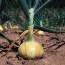 1.5 G Packet Walla Walla Onion vegetable Seeds    #IEB16