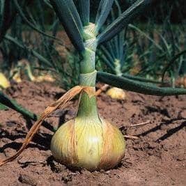 1.5 G Packet Walla Walla Onion vegetable Seeds    #IEB16