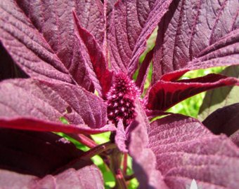 8,500   Midnight Red Amaranth  vegetable Gardening seeds     #IEB16