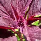 8,500   Midnight Red Amaranth  vegetable Gardening seeds     #IEB16