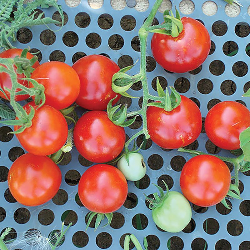 250 Mg Packet  Tomato   Chadwick Cherry  Garden Seeds    #IEB16