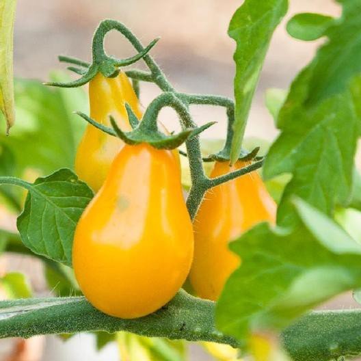 250 Mg Packet Tomato Yellow Pear Garden Seeds      #IEB16