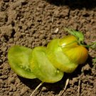 250 Mg Packet Tomato Green Zebra Garden Seeds, easy to grow     #IEB16