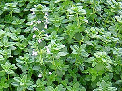 Thyme Herb Common Garden Seeds, 500 Mg Packet     #IEB16