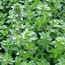 Thyme Herb Common Garden Seeds, 500 Mg Packet     #IEB16