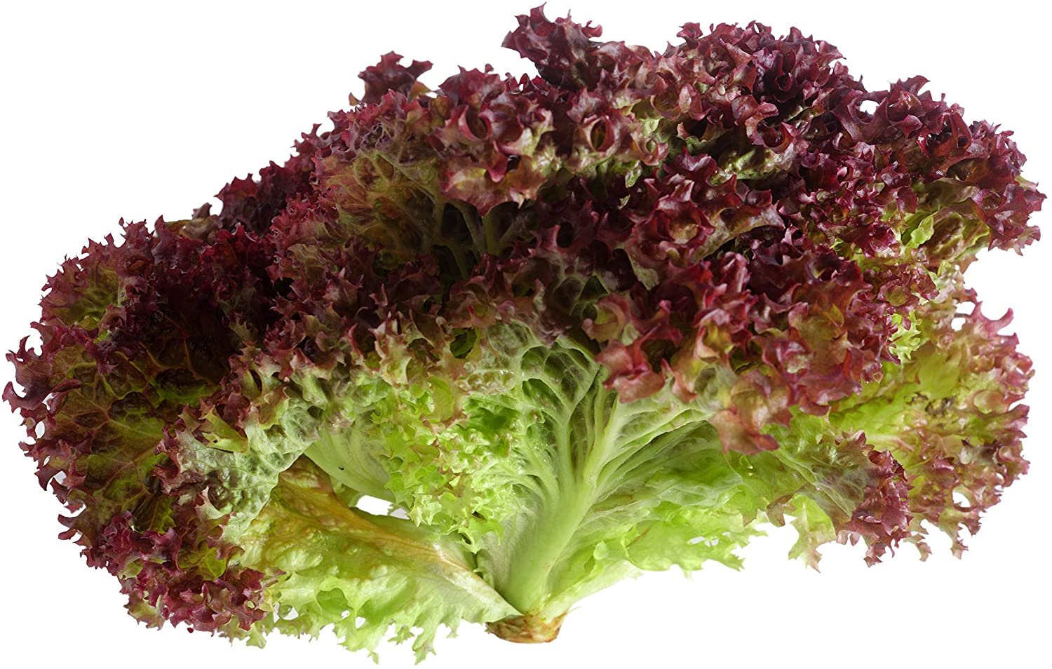 2 G Packet  Leaf Lettuce Lollo Rosso  Garden Seeds ,easy  to grow   #IEB16
