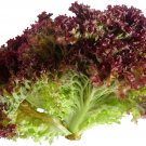 2 G Packet  Leaf Lettuce Lollo Rosso  Garden Seeds ,easy  to grow   #IEB16