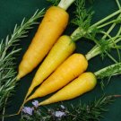 300 Seeds Solar Yellow Carrot  Vegetable Gardening, easy to grow   #IEB16