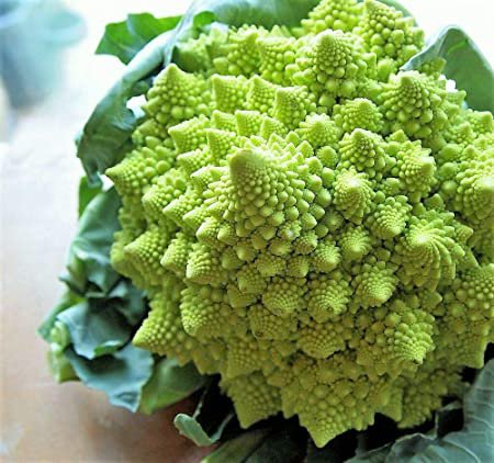 75 Seeds Romanesco Broccoli   Vegetable Garden seeds  #IEB16